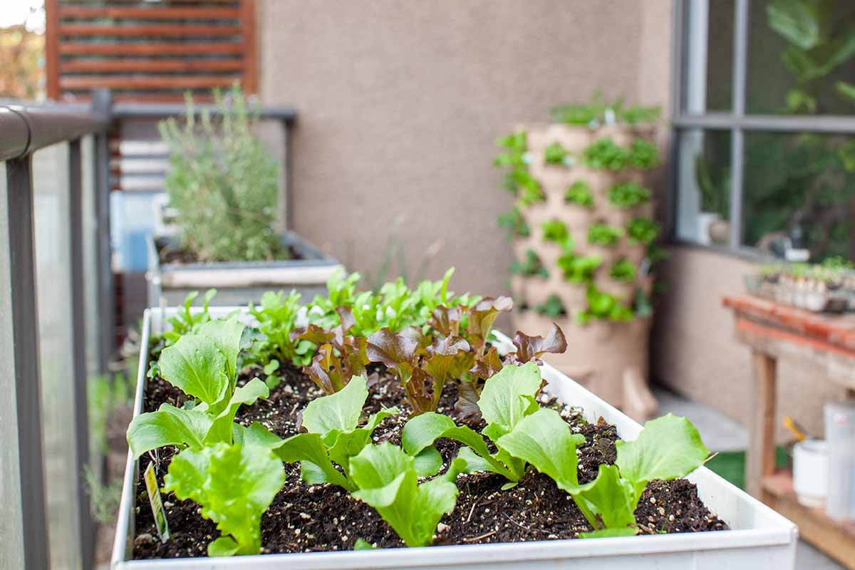 Container gardening with herbs and lettuce on a balcony