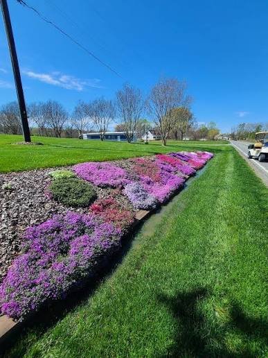 Creeping phlox in full bloom cascading over a stone border wall in pink and purple
