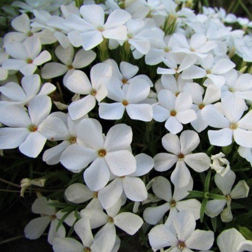 Gardener shearing creeping phlox stems back after spring bloom to encourage dense regrowth