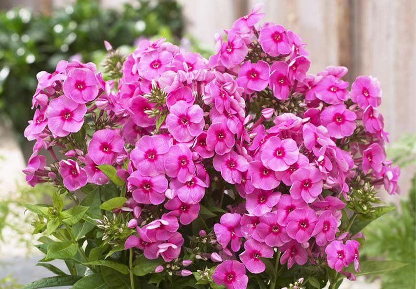 Comparison of needle-leaved Phlox subulata versus rounder-leaved Phlox stolonifera
