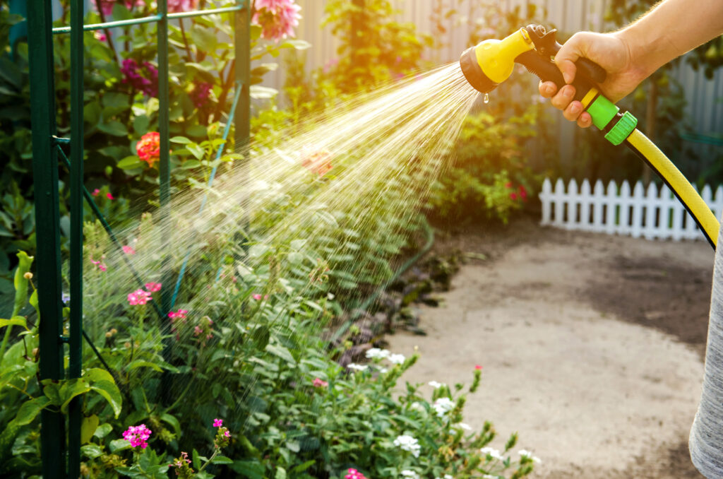 Beautiful garden surviving a summer heatwave with healthy green plants