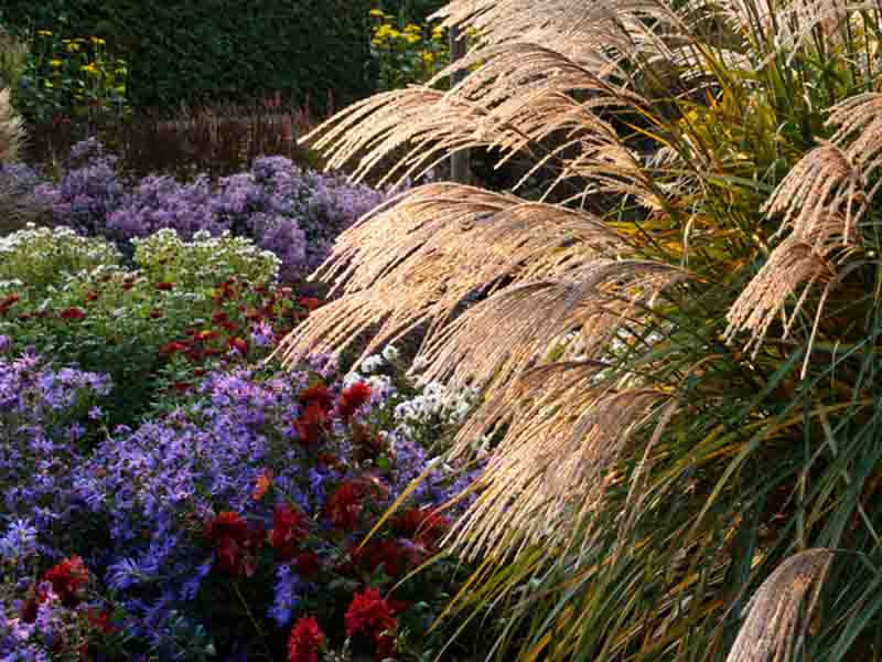 Clipped hedge and lavender border in a formal luxury garden