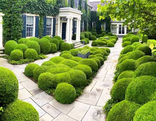 Elegant garden with clipped boxwood topiary and layered planting