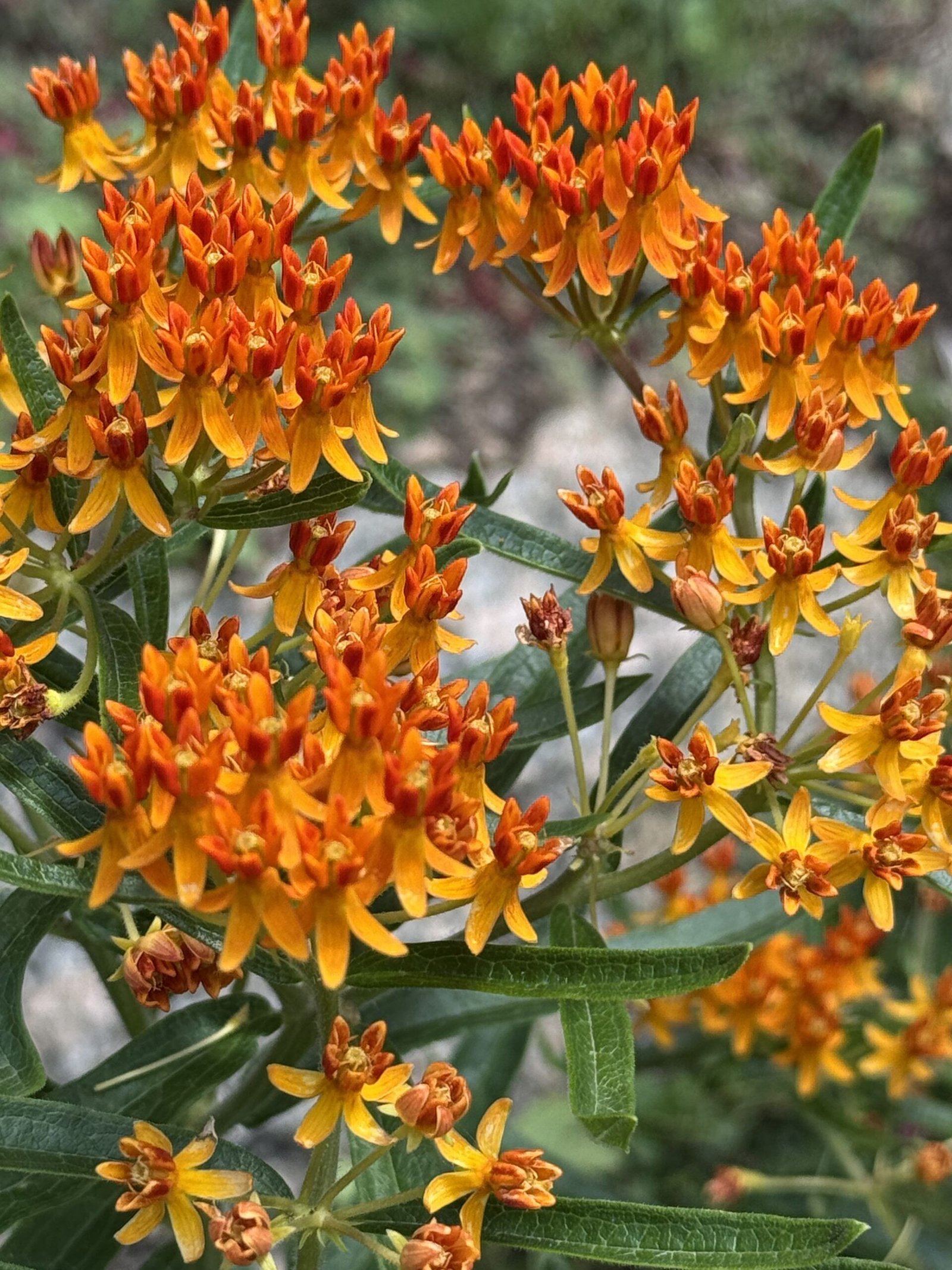 Monarch butterfly feeding on orange milkweed flowers