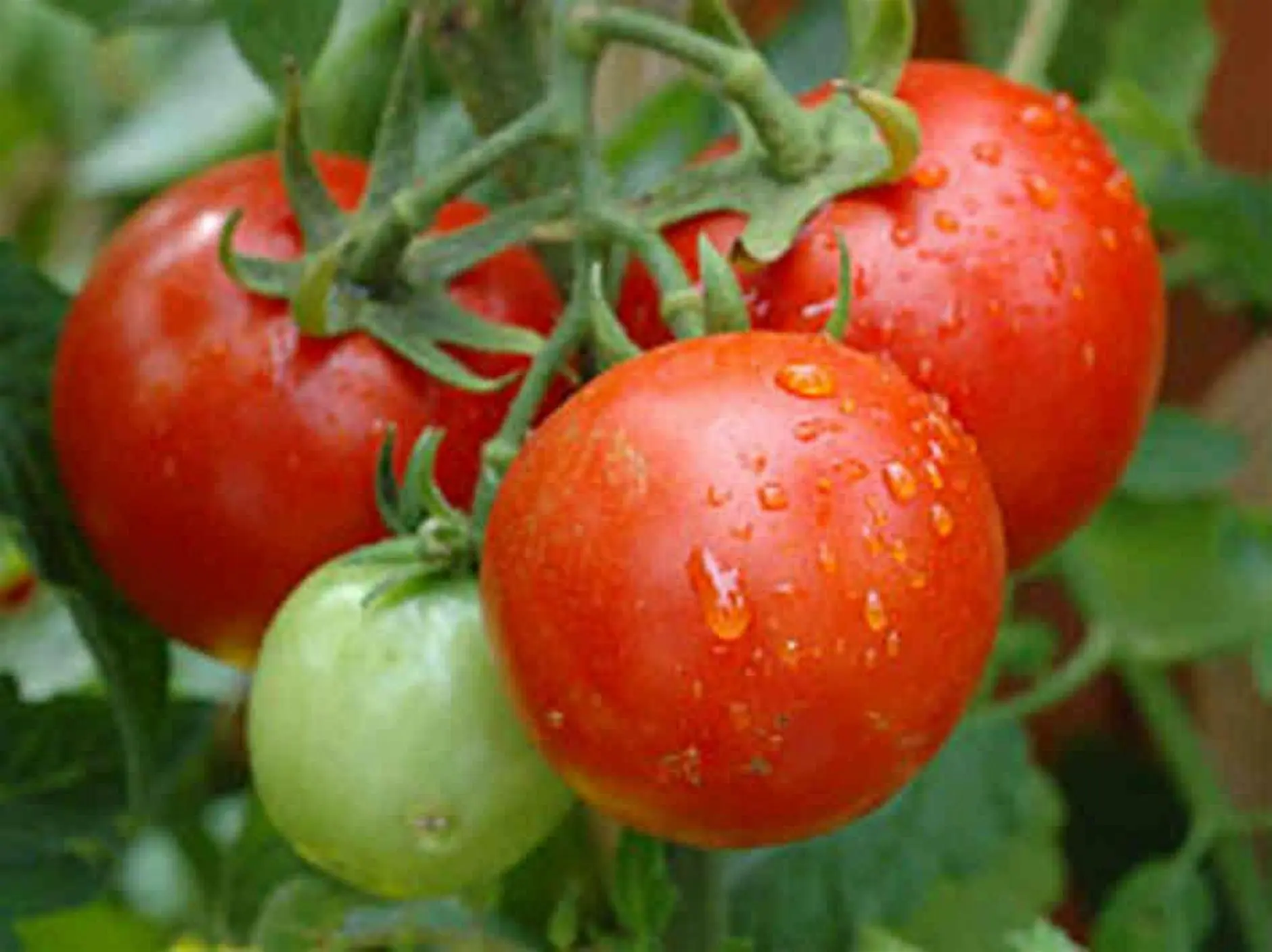 Gardener pruning a tomato plant in a backyard vegetable garden