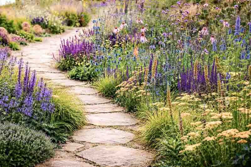 Garden border mixing lavender, verbena, and coneflowers for butterflies