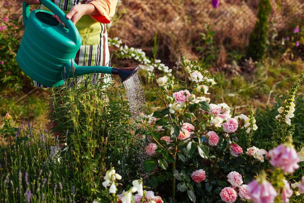 Garden plants protected with shade cloth during a summer heatwave