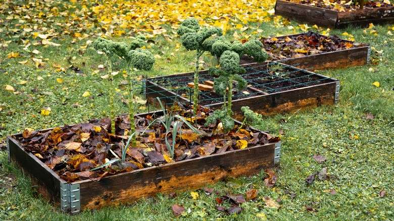 Garden bed covered in mulch preparing for winter frost