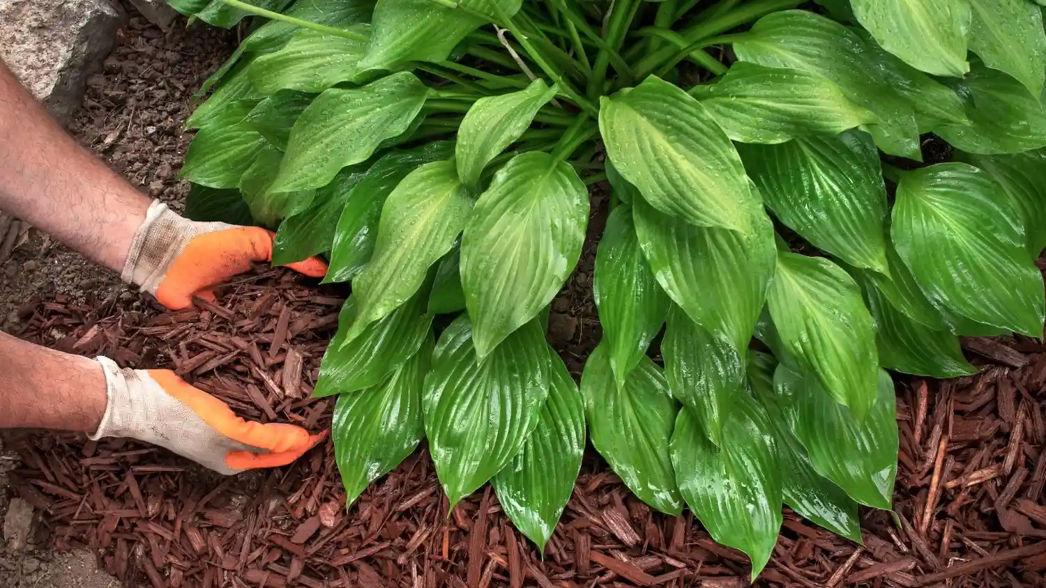 Gardener applying mulch around plant base before winter frost