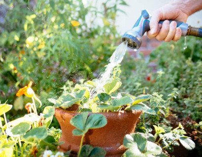 how to keep garden alive in heatwave