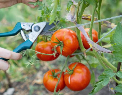 How to Prune Tomato Plants for a Bigger Harvest