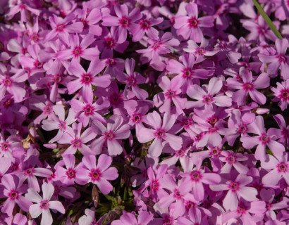 How to Grow Creeping Phlox for Vibrant, Low-Care Garden Borders All Season