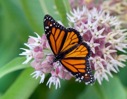 Butterfly Flowers: The Complete Guide to Planting a Butterfly-Friendly Garden (US &amp; UK)