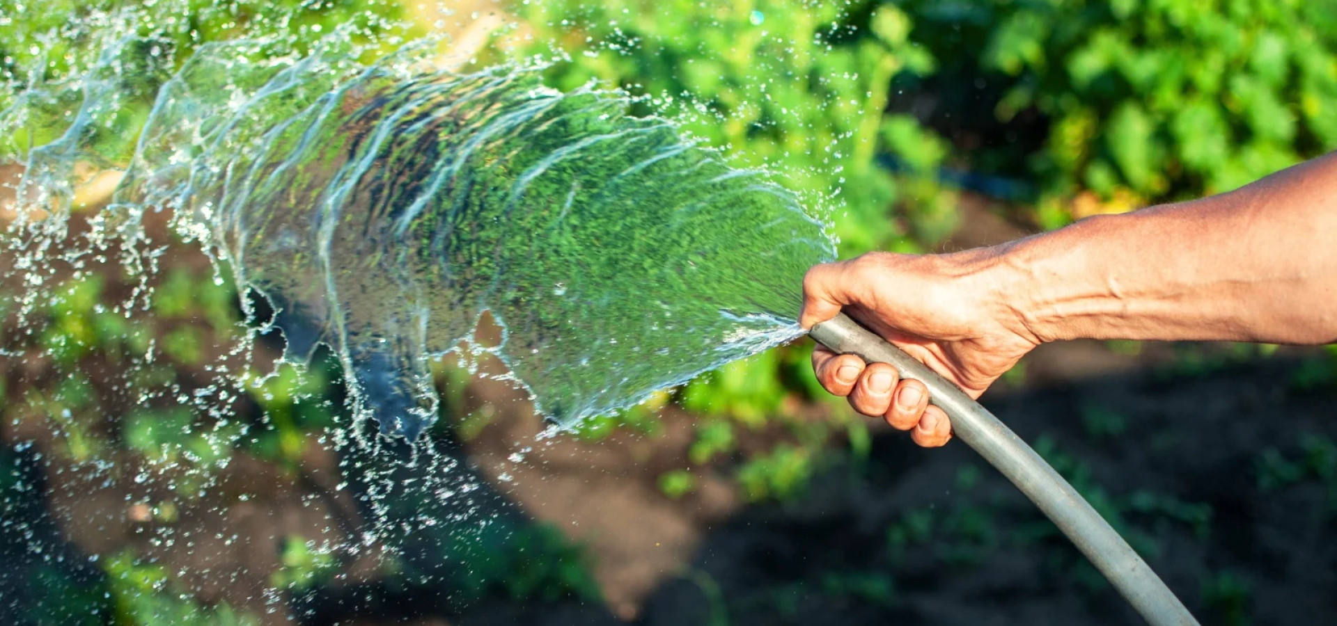 how to keep garden alive in heatwave