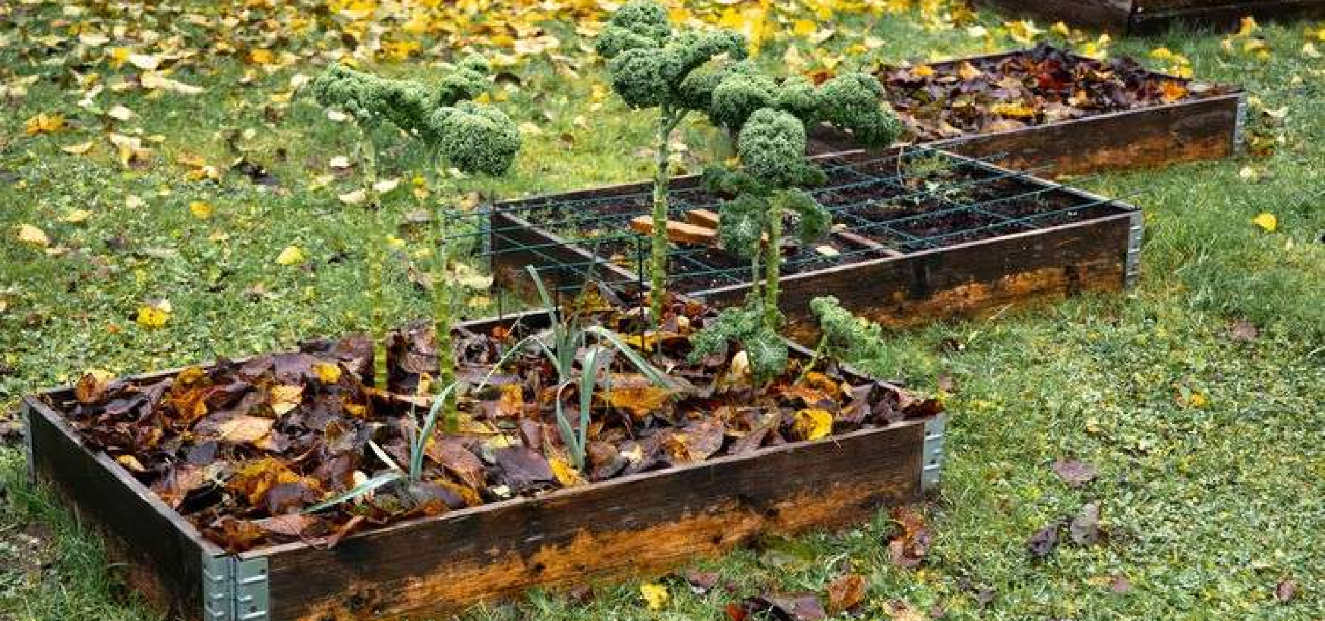 How to Winterize Your Garden: The Complete 2026 Checklist