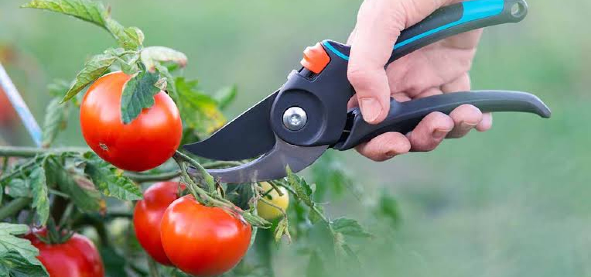 How to Prune Tomato Plants for a Bigger Harvest