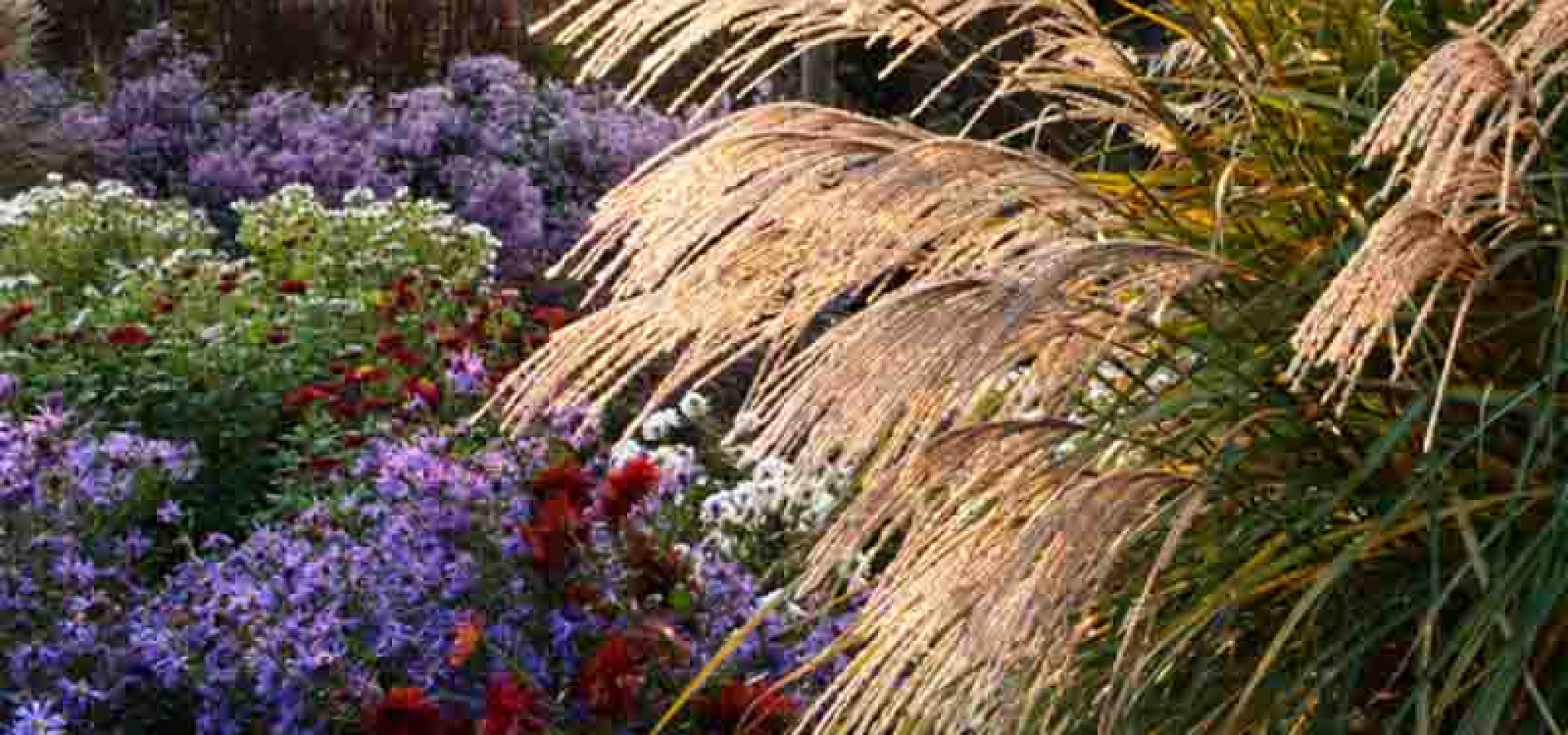 15 Luxurious Garden Plants That Make Your Yard Look Expensive in 2026