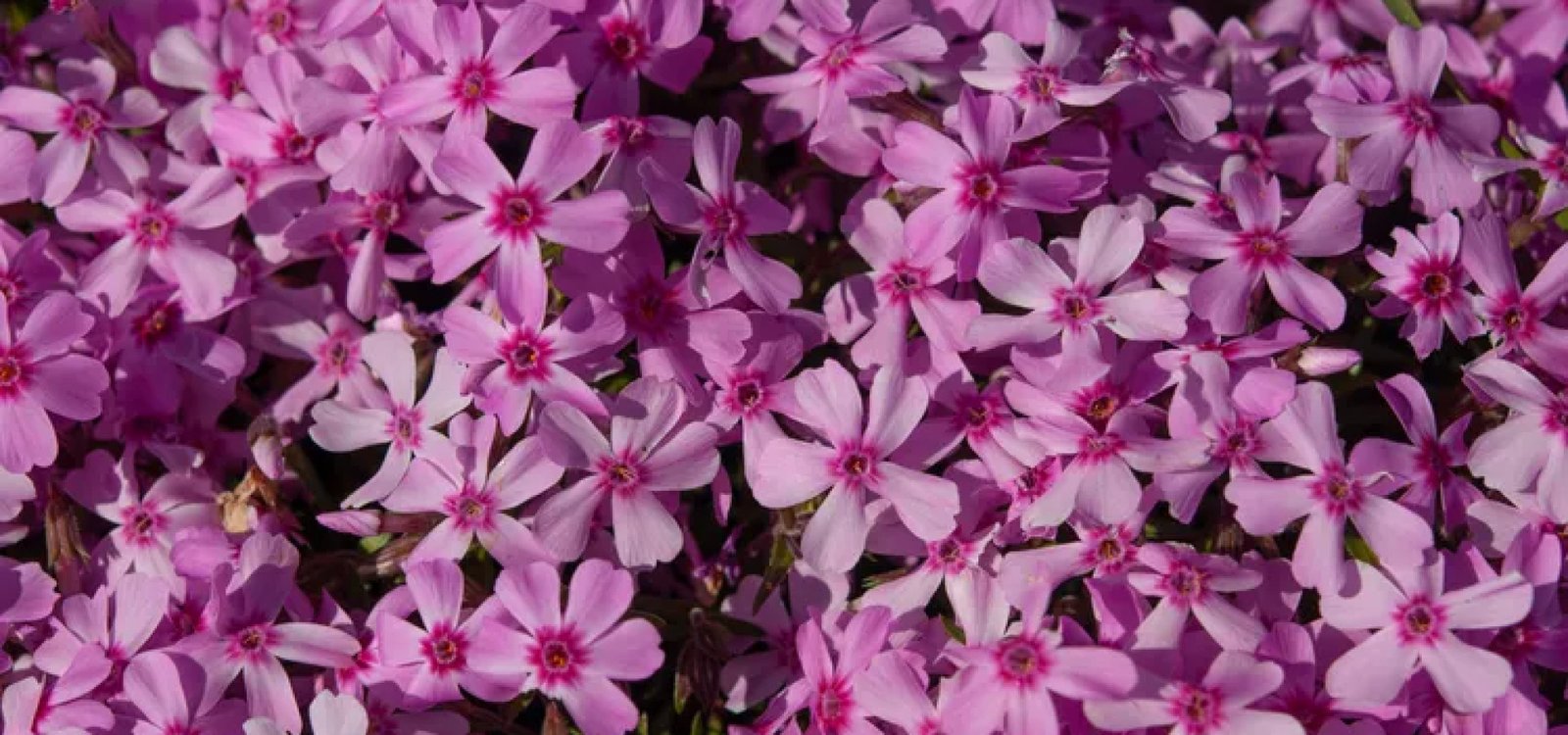 How to Grow Creeping Phlox for Vibrant, Low-Care Garden Borders All Season