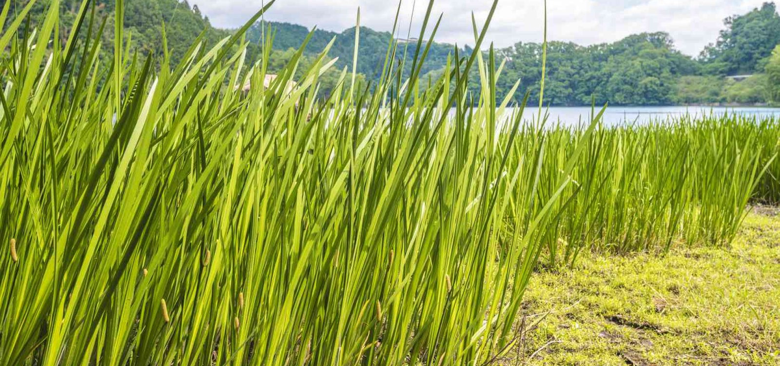 Snake Repellent Plants: What Actually Works (US & UK Guide)