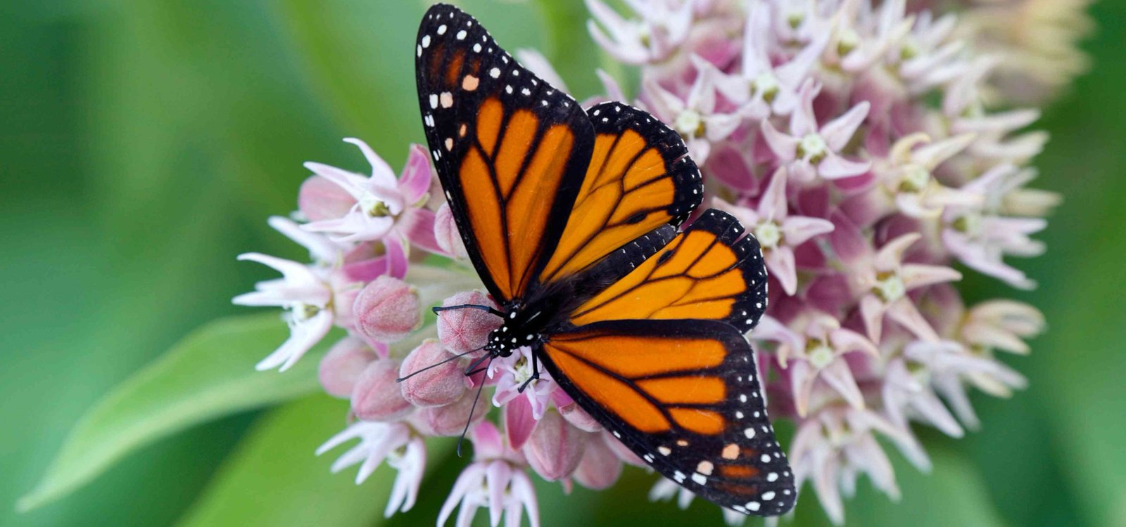 Butterfly Flowers: The Complete Guide to Planting a Butterfly-Friendly Garden (US &amp; UK)